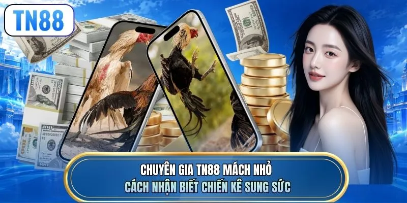 Chuyên gia TN88 mách nhỏ cách nhận biết chiến kê sung sức