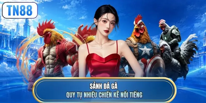Sảnh đá gà quy tụ nhiều chiến kê nổi tiếng
